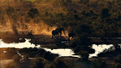 Elephants drinking from a waterhole in Zimbabwe