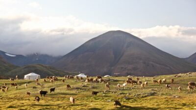 A long distance shot of mountains and a paddock of cows